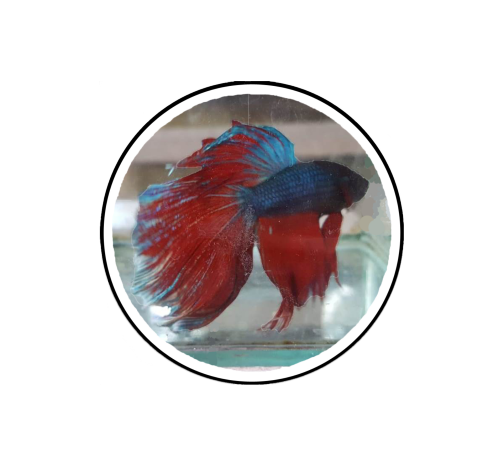 Selamat Datang di Rumah Tropis .id